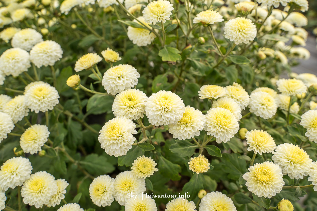 【2019苗栗銅鑼杭菊節】花季地址.火車.公車一日遊 【2019苗栗銅鑼杭菊節】花季地址.火車.公車一日遊