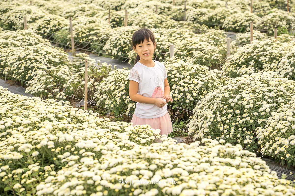 【2019苗栗銅鑼杭菊節】花季地址.火車.公車一日遊 【2019苗栗銅鑼杭菊節】花季地址.火車.公車一日遊