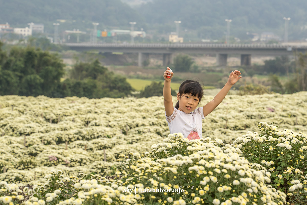 【2019苗栗銅鑼杭菊節】花季地址.火車.公車一日遊 【2019苗栗銅鑼杭菊節】花季地址.火車.公車一日遊