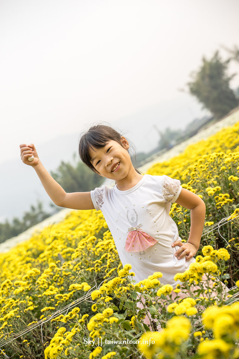 【2019苗栗銅鑼杭菊節】花季地址.火車.公車一日遊 【2019苗栗銅鑼杭菊節】花季地址.火車.公車一日遊