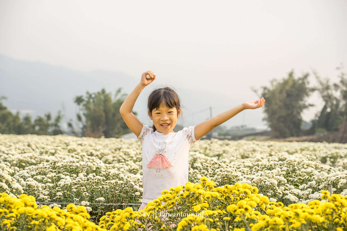 【2019苗栗銅鑼杭菊節】花季地址.火車.公車一日遊 【2019苗栗銅鑼杭菊節】花季地址.火車.公車一日遊
