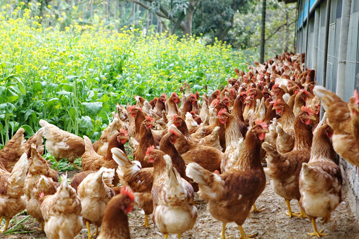 迎接世界地球日!勤億推「客製化人道液蛋」 助高端餐飲解鎖ESG綠色採購 圖/勤億發揮其在液蛋領域的深厚底蘊,推出符合政府法規認證的「平飼、放牧」人道客製化液蛋。(勤億蛋品 提供)