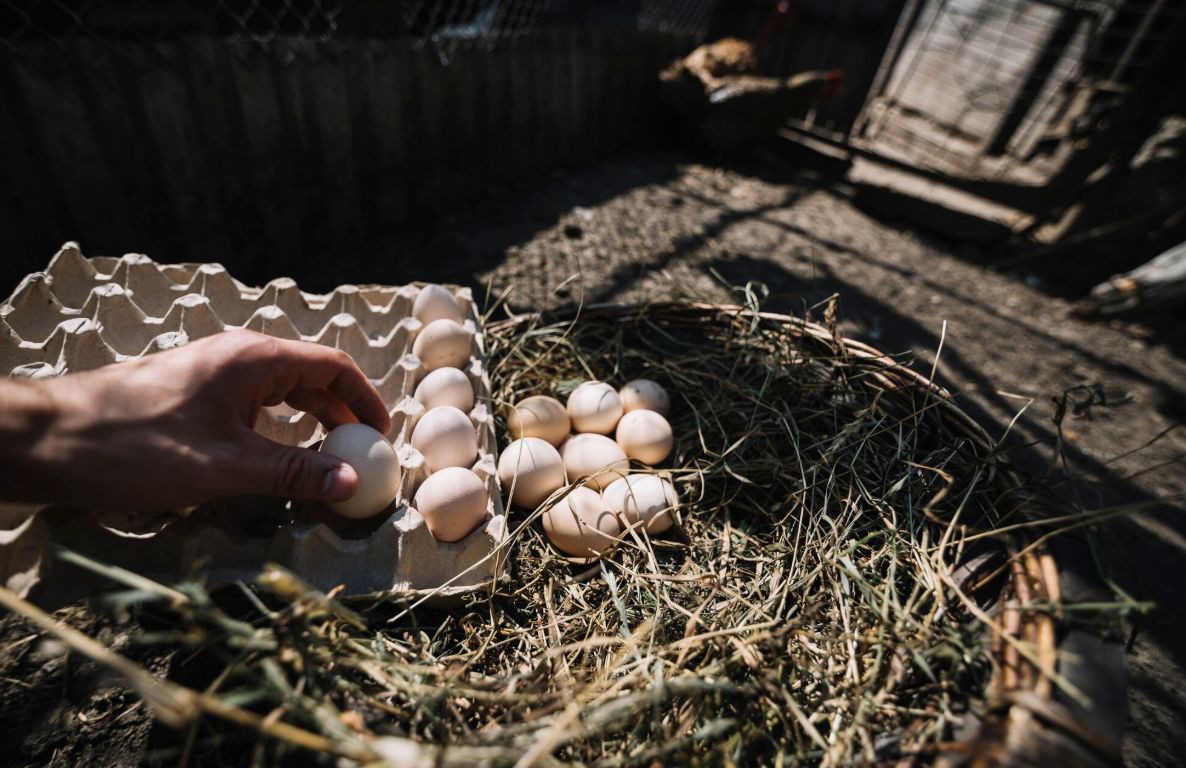 動福蛋淪禽流感破口?台中隱匿案戳破「小農神話」 大型蛋廠反而成 B2B 採購避風港 示意圖/擷取自免費圖庫freepik