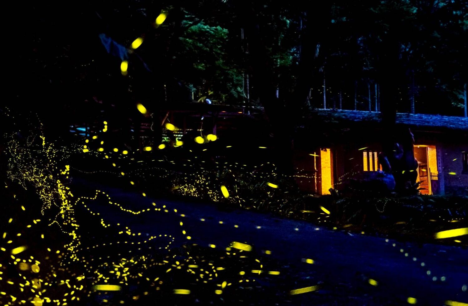 頭城休閒農場賞螢季4月登場!沉浸森林夜光秀打造親子首選秘境 園區夜間賞螢實景,螢火點點如星海,浪漫夢幻氛圍滿分。(圖/記者 張泓笙翻攝)