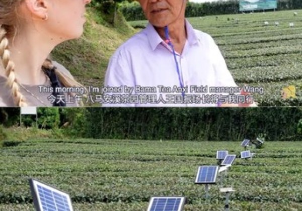 熱門視頻展示八馬茶業如何通過新科技煥新中國茶產業 熱門視頻展示八馬茶業如何通過新科技煥新中國茶產業
