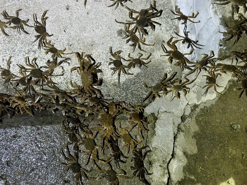 令人振奮生態喜訊! 毛蟹大軍一年三訪新店溪 1 《圖說》密密麻麻的毛蟹。〈水利局提供〉