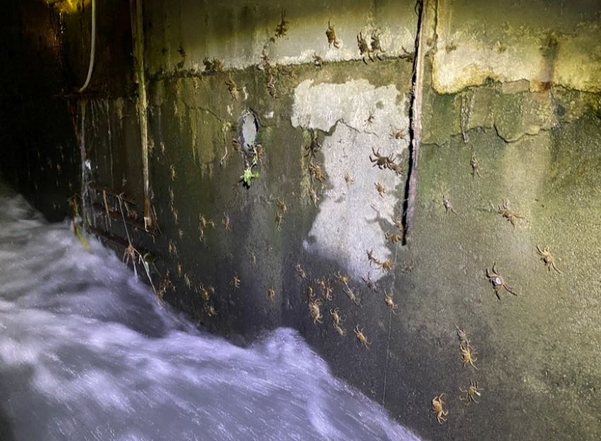 令人振奮生態喜訊! 毛蟹大軍一年三訪新店溪 2 《圖說》成群毛蟹沿堰體攀爬的畫面,「這是一件令人振奮的生態喜訊!」。〈水利局提供〉