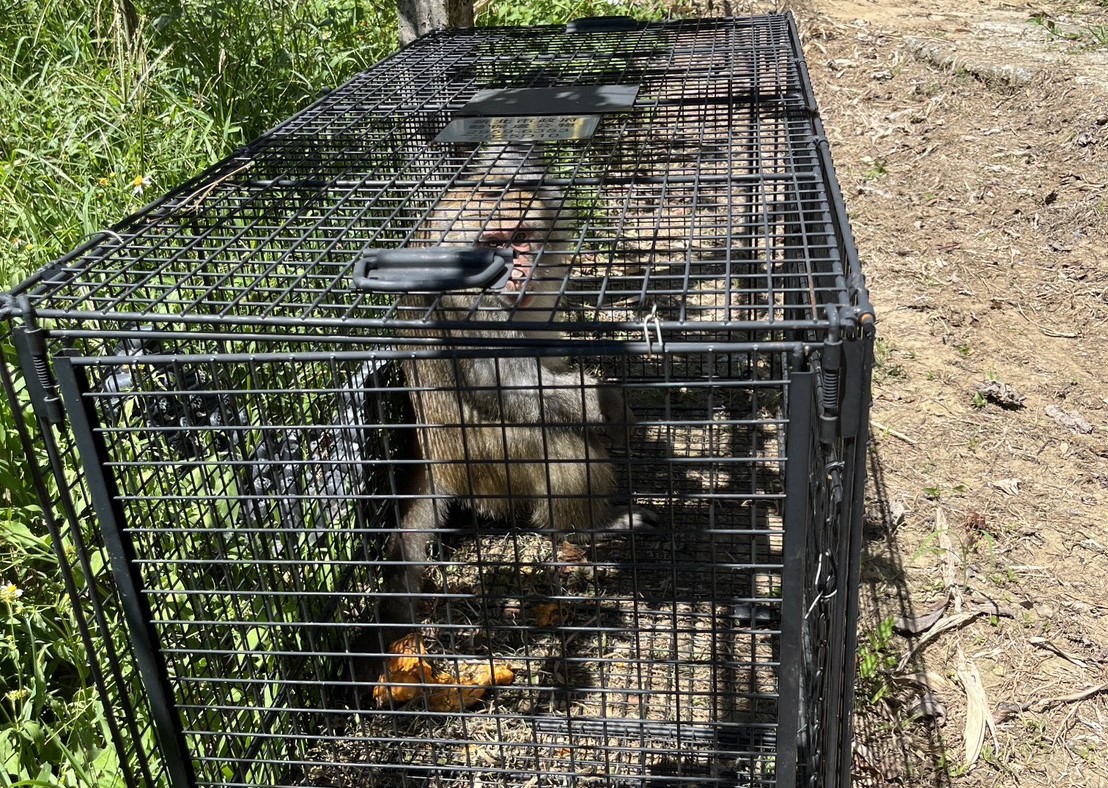 新北市動保處呼籲和平共存遵守「五大原則」 8 %E7%A0%B4%E5%A3%9E%E8%BE%B2%E5%9C%B0%E7%8D%BC%E7%8C%B4%E8%A2%AB%E8%AA%98%E6%8D%95%E7%B1%A0%E6%8D%95%E6%8D%89%EF%BC%8C%E5%B8%B6%E5%8E%BB%E5%85%B6%E4%BB%96%E5%8D%80%E5%9F%9F%E9%87%8E%E6%94%BE