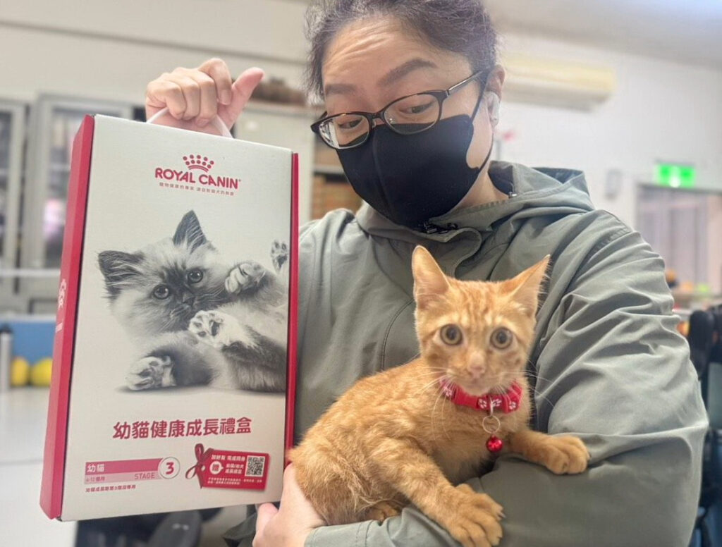 小橘貓受困排水溝失溫險死 新北動保處救援治療後找到認養家庭 2 %E5%B0%8F%E6%A9%98%E8%B2%93%E9%96%8B%E5%BF%83%E7%9A%84%E8%88%87%E4%B8%BB%E4%BA%BA%E4%BA%92%E5%8B%95%E4%B8%AD