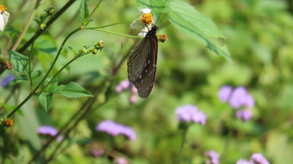 聖誕節、跨年放煙火不要亂放 以免造成生態環境與社會資源的嚴重損害 4 %E6%96%B0%E5%8C%97%E5%B8%82%E6%A3%AE%E6%9E%97%E8%A6%86%E8%93%8B%E7%8E%87%E7%A9%A9%E5%AE%9A%E7%B6%AD%E6%8C%81%E5%9C%A876%EF%BC%85%EF%BC%8C%E4%B8%A6%E6%9C%89%E5%A4%9A%E7%A8%AE%E9%87%8E%E7%94%9F%E5%8B%95%E7%89%A9%E6%A3%B2%E6%81%AF%E5%9C%96%E7%82%BA%E7%B4%AB%E6%96%91%E8%9D%B6