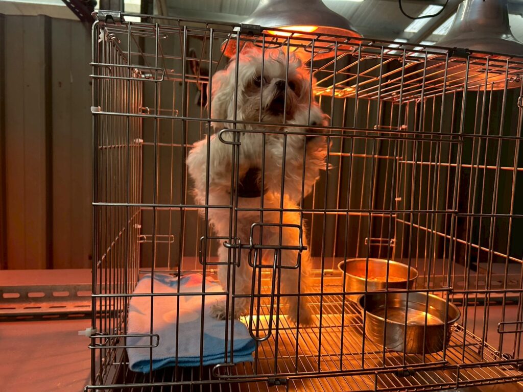 新北動保處防寒計畫啟動 暖心照護收容毛寶貝 21 %E5%AF%92%E6%B5%81%E4%BE%86%E8%A5%B2%E4%BF%9D%E6%BA%AB%E5%BC%B7%E5%8C%96%E5%B0%8D%E5%8B%95%E7%89%A9%E7%9A%84%E7%A6%A6%E5%AF%92%E8%88%87%E5%91%B5%E8%AD%B7