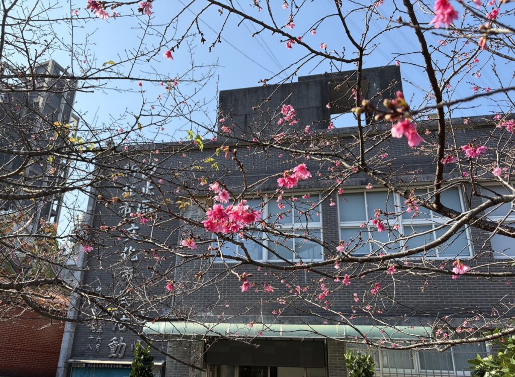 山櫻花迎春初綻 汐止康誥坑溪浪漫賞櫻步道粉嫩登場 5 %E6%B1%90%E6%AD%A2%E5%BA%B7%E8%AA%A5%E5%9D%91%E6%BA%AA%E6%AB%BB%E8%8A%B1%E5%BB%8A%E9%81%93%EF%BC%8C%E5%85%B6%E6%B2%BF%E5%B2%B8%E7%A8%AE%E6%A4%8D%E7%9A%84%E5%B1%B1%E6%AB%BB%E8%8A%B1%E5%B7%B2%E6%82%84%E7%84%B6%E7%B6%BB%E6%94%BE%EF%BC%8C%E9%A0%90%E4%BC%B01%E6%9C%88%E4%B8%8B%E6%97%AC%E8%87%B32%E6%9C%88%E4%B8%8A%E6%97%AC%E7%9B%9B%E9%96%8B