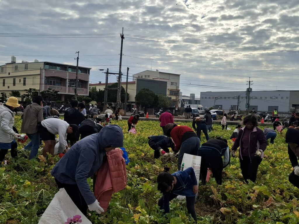 台中烏日「漫步花田 拔蘿蔔趣」 體驗農村慢生活 16 %E6%B0%91%E7%9C%BE%E7%8F%BE%E5%A0%B4%E6%8B%94%E8%98%BF%E8%94%94 1
