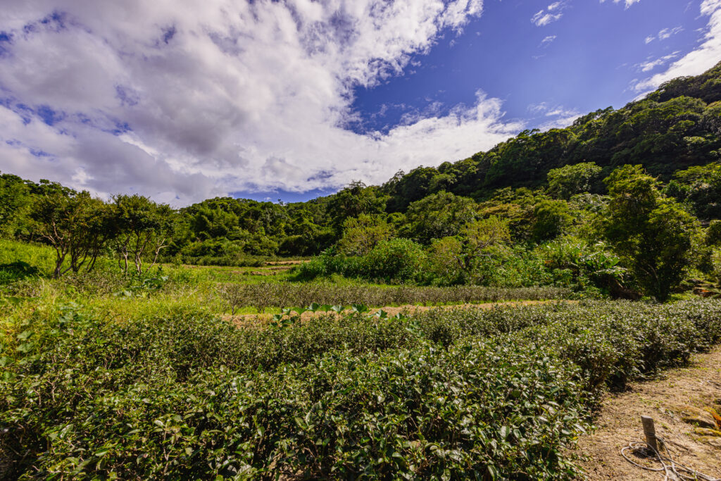 2026新北馬力全開.百業齊發! 帶領各行各業共創經濟榮景 38 微風與茶香相互交融,走入茶山聞香去