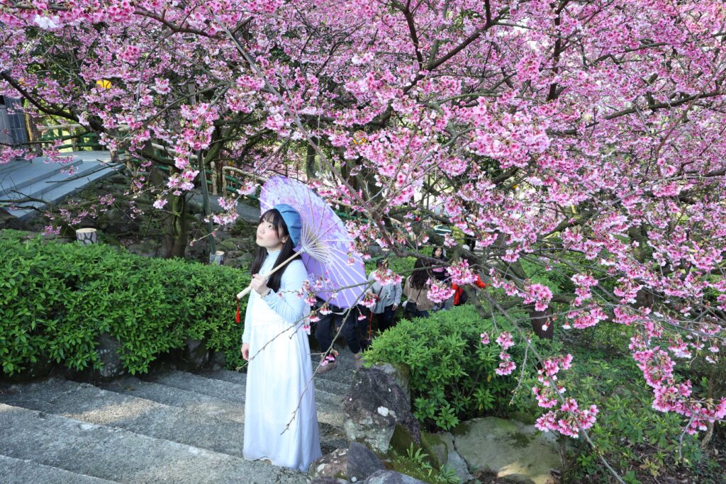 新北推黃金三角行程 春季必衝秘境一日遊 30 盛開的櫻花在階梯旁簇簇綻放,粉色花影隨風輕晃,為整條步道添上一抹柔美。