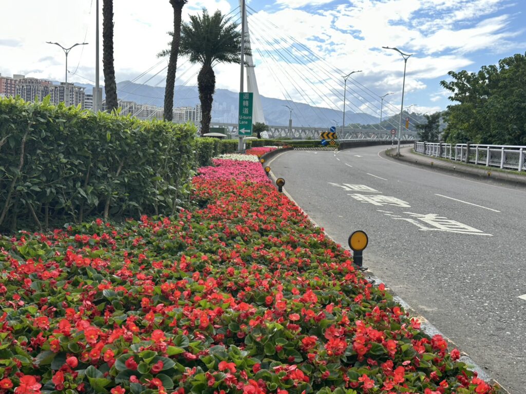 新北市區主要道路節點打造四季秋海棠感受百花綻放喜迎春 2 新北市景觀處在市區道路節點種植各色喜氣洋洋的四季秋海棠