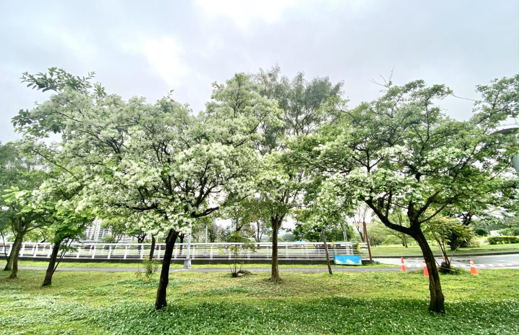 「四月雪」浪漫來襲! 中和四號公園、新店陽光運動公園流蘇綻放 22 新店陽光運動公園裡有著「四月雪」美譽的流蘇花已迎來花期