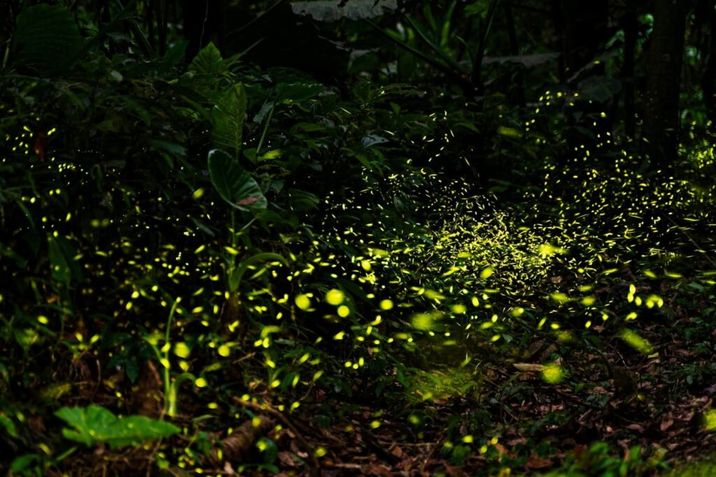 新北46處螢火蟲秘境大公開 5月上旬迎最高峰 21 坪林親水吊橋周邊賞螢步道