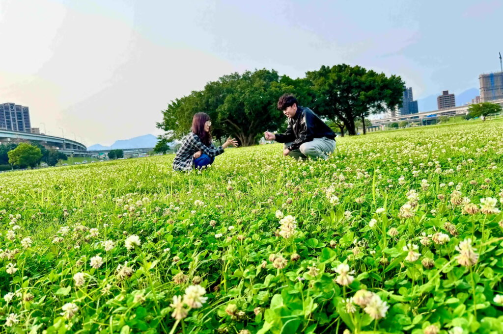 新北大都會公園「白花三葉草」盛開如春雪 伴繽紛花海共織夢幻美景 邀大眾賞花踏青 18 徜徉在新北大都會公園內白花三葉草裡的甜蜜時光 1