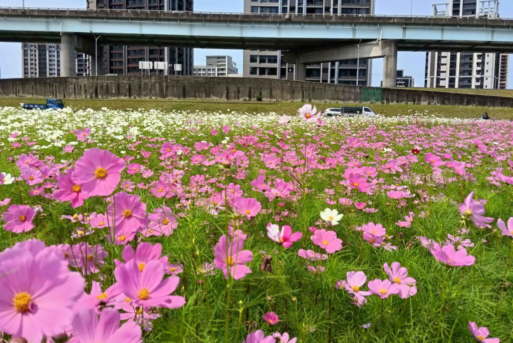 新北大都會公園「白花三葉草」盛開如春雪 伴繽紛花海共織夢幻美景 邀大眾賞花踏青 19 走進新北大都會花海粉嫩花海裡~