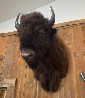 Bison Head Taxidermy