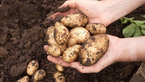 Growing Potatoes: Planting, Growing, and Harvesting Potatoes Growing Potatoes: Planting, Growing, and Harvesting Potatoes