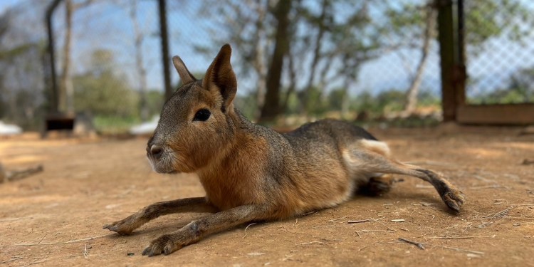 小資族必收 關西六福莊只要一人加一元 任選多種動物體驗 小資族必收 關西六福莊只要一人加一元 任選多種動物體驗