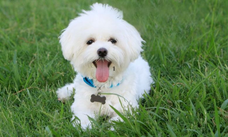 Prime 10 Safe Human Meals for Canine: A Data to Healthful Canine Food regimen