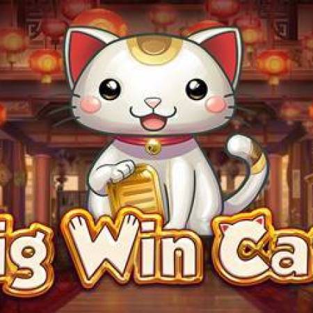 Big Win Cat Slot Big Win Cat Slot