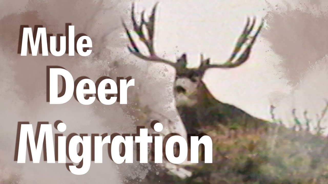 UNBELIEVABLE wildlife MIGRATION! – Story of Wyoming’s Mule Deer UNBELIEVABLE wildlife MIGRATION! – Story of Wyoming’s Mule Deer