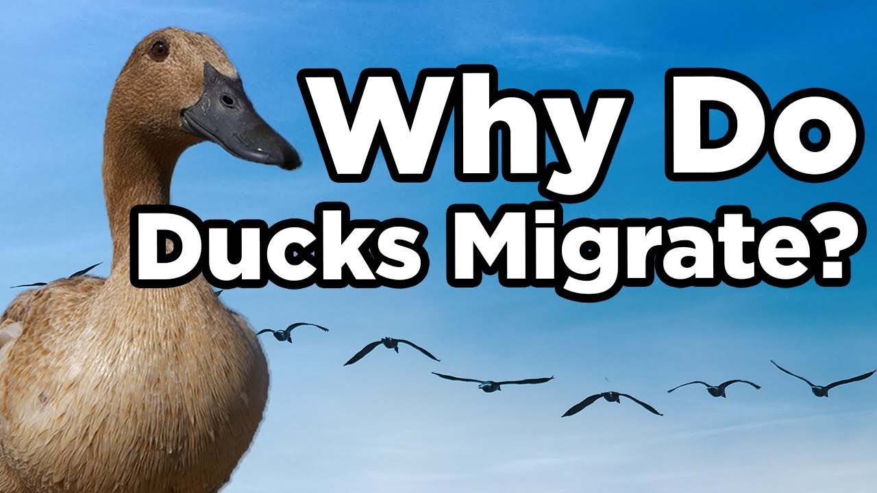 Why Do Ducks Migrate? Why Do Ducks Migrate?