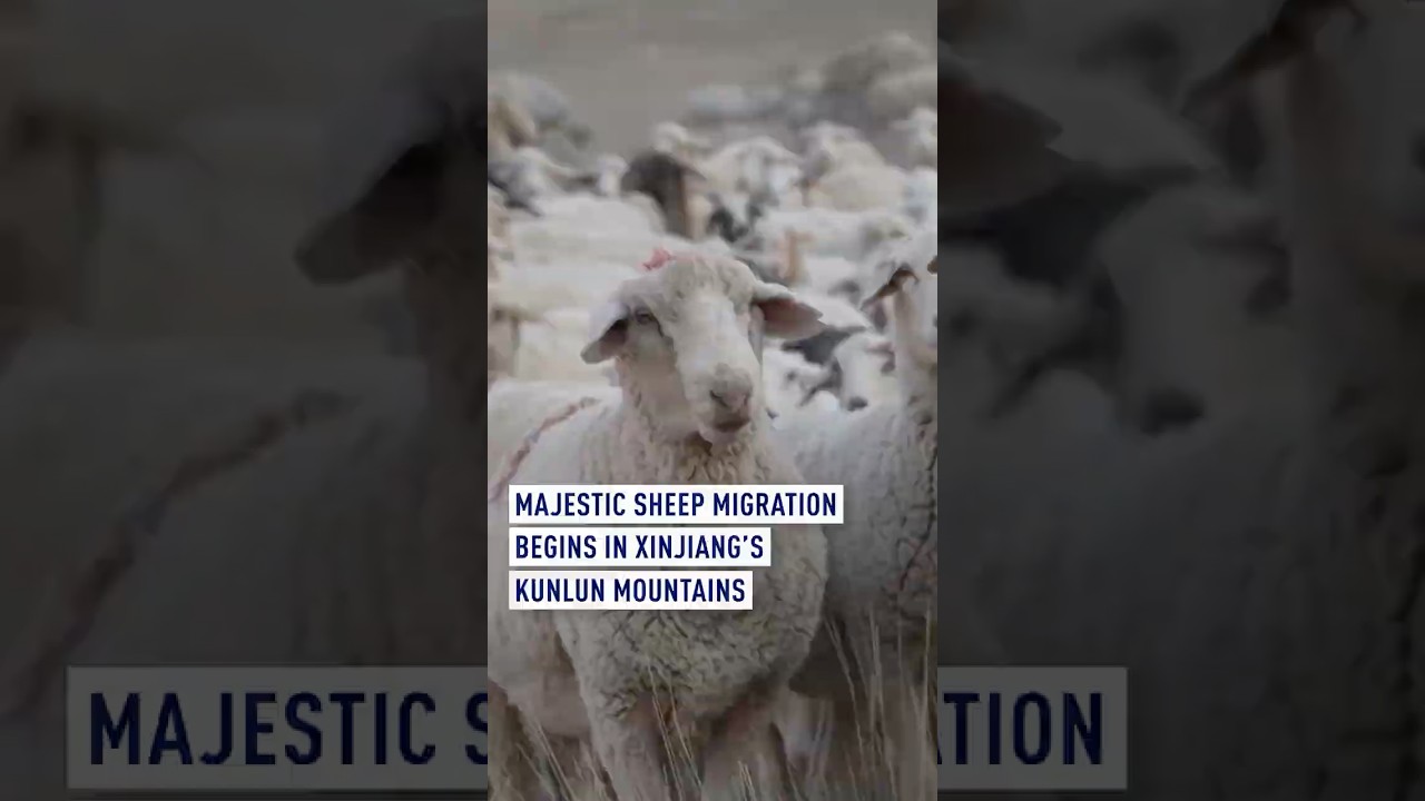 Majestic sheep migration begins in Xinjiang’s Kunlun Mountains Majestic sheep migration begins in Xinjiang’s Kunlun Mountains