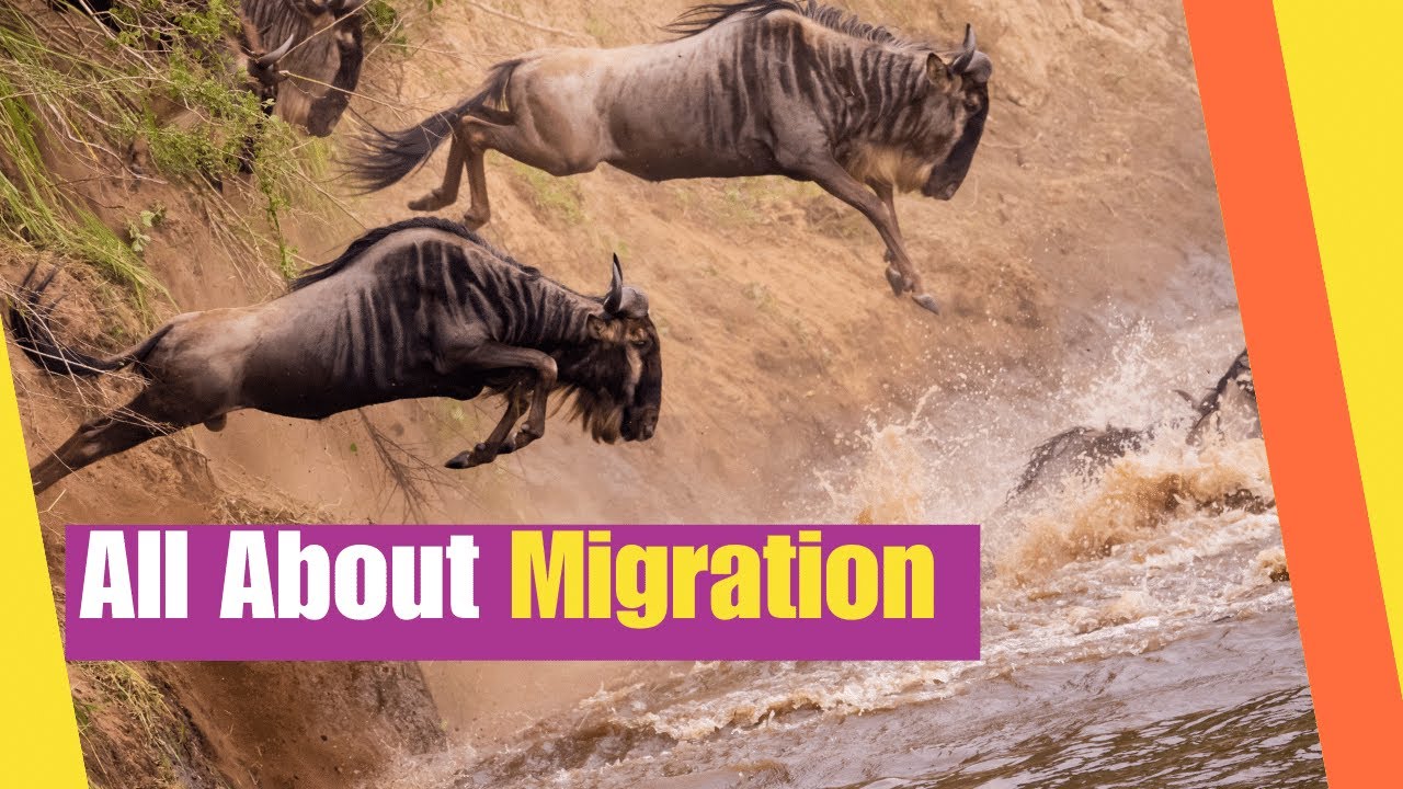 All About Migration for Kids | Learn what it means emigrate and why | Science Lesson All About Migration for Kids | Learn what it means emigrate and why | Science Lesson