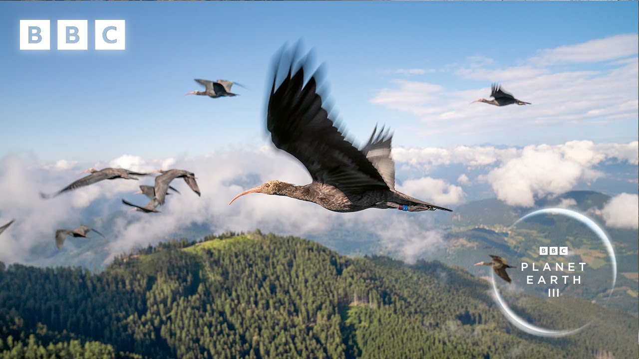Teaching endangered ibis birds migrate | Planet Earth III – BBC Teaching endangered ibis birds migrate | Planet Earth III – BBC