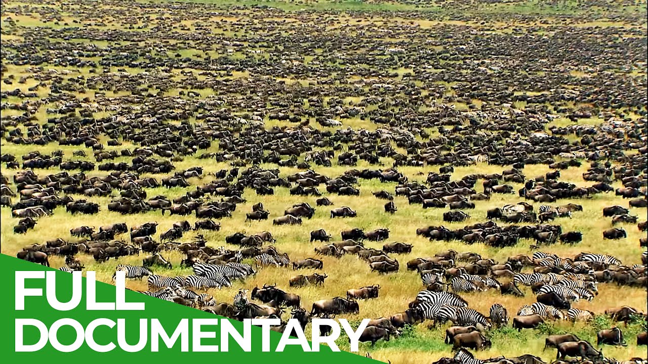 Great Migration | Wild Ones | Episode 11 | Free Documentary Nature Great Migration | Wild Ones | Episode 11 | Free Documentary Nature