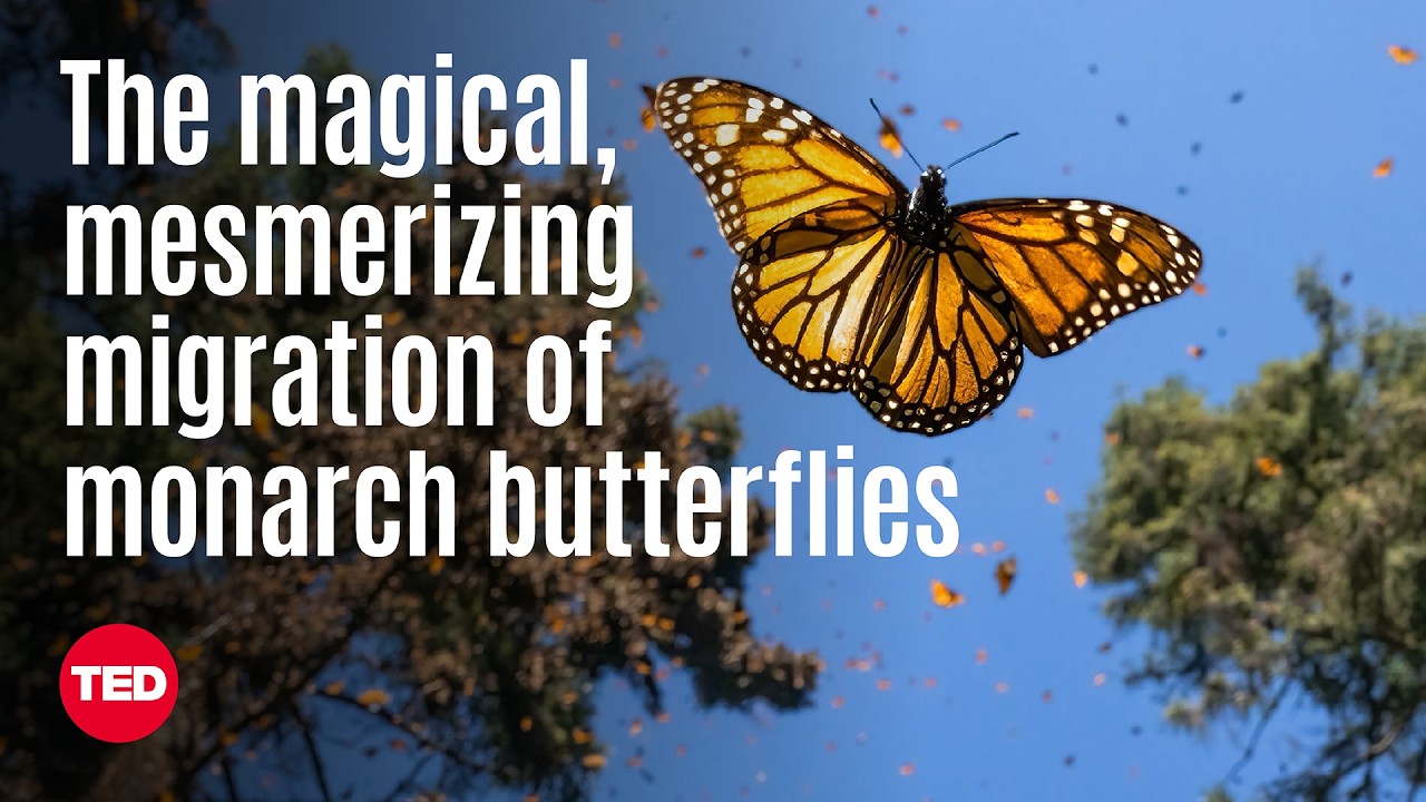 The Magical, Mesmerizing Migration of Monarch Butterflies | Jaime Rojo | TED The Magical, Mesmerizing Migration of Monarch Butterflies | Jaime Rojo | TED