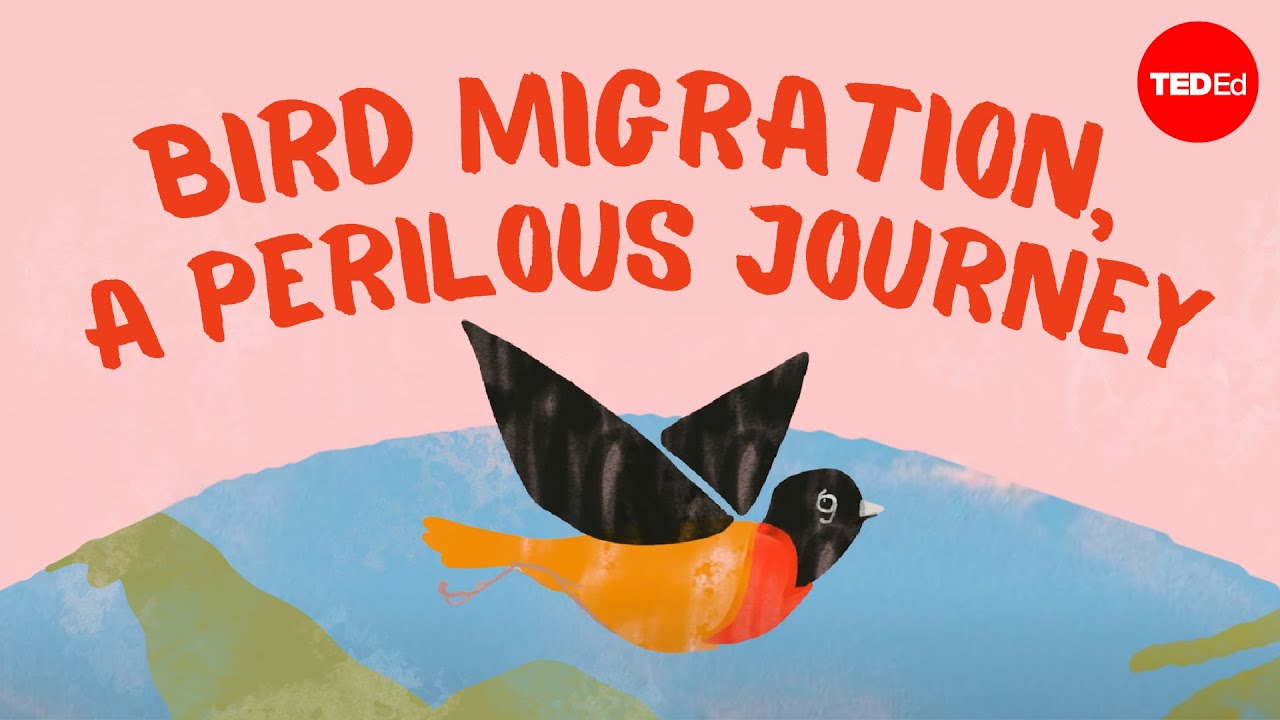 Bird migration, a deadly journey – Alyssa Klavans Bird migration, a deadly journey – Alyssa Klavans