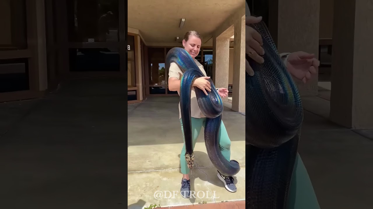 Animals Migration Journeys! Animals Migration Journeys!