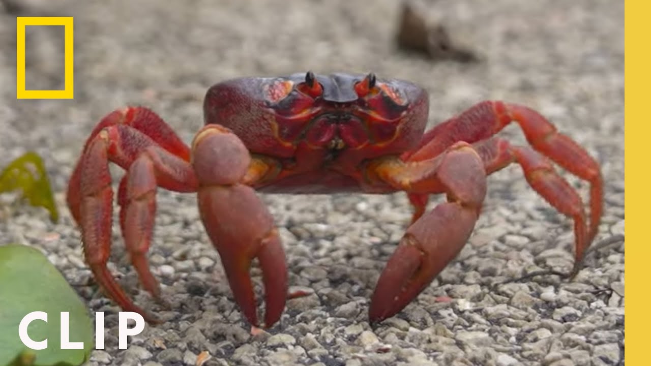 Perilous Red Crab Migration | Incredible Animal Journeys | National Geographic Perilous Red Crab Migration | Incredible Animal Journeys | National Geographic