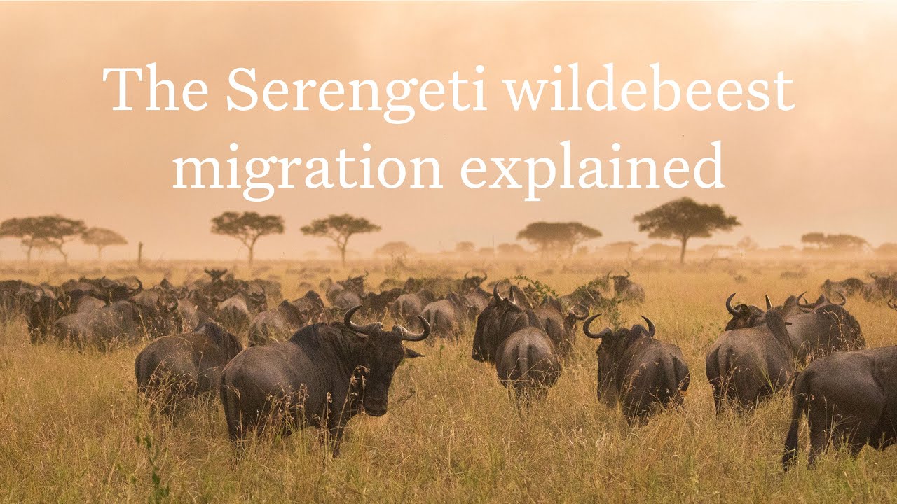 The Serengeti Wildebeest Migration Explained | Expert Africa The Serengeti Wildebeest Migration Explained | Expert Africa