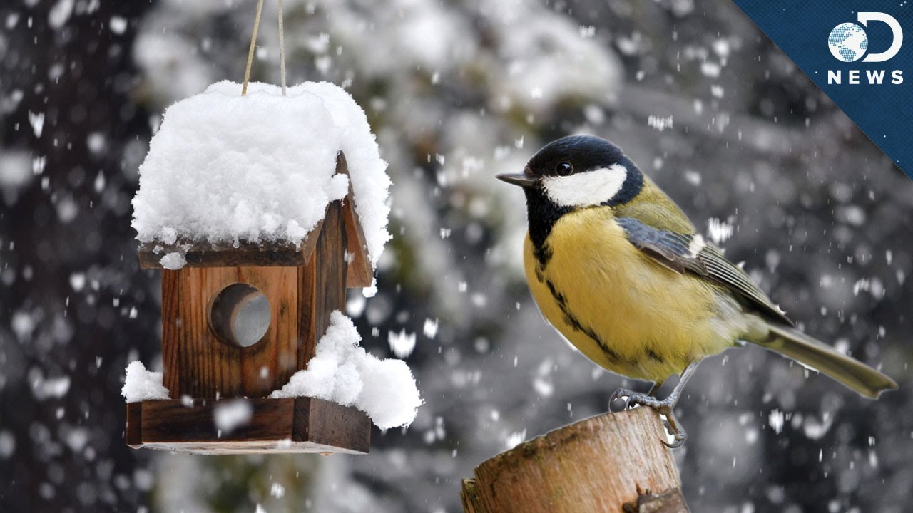 Why Some Birds Don’t Migrate Why Some Birds Don’t Migrate