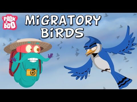 Migratory Birds | The Dr. Binocs Show | Learn Videos For Kids Migratory Birds | The Dr. Binocs Show | Learn Videos For Kids