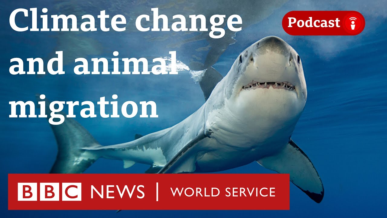 Why defending animal migrations may assist the planet – The Climate Question, BBC World Service Why defending animal migrations may assist the planet – The Climate Question, BBC World Service
