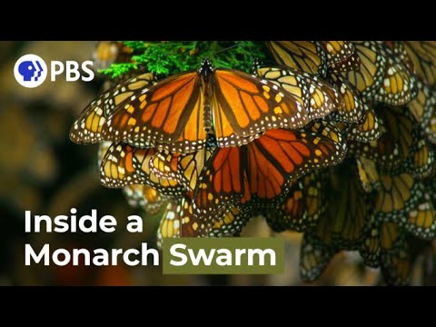 Watch a Breathtaking Monarch Butterfly Swarm Watch a Breathtaking Monarch Butterfly Swarm
