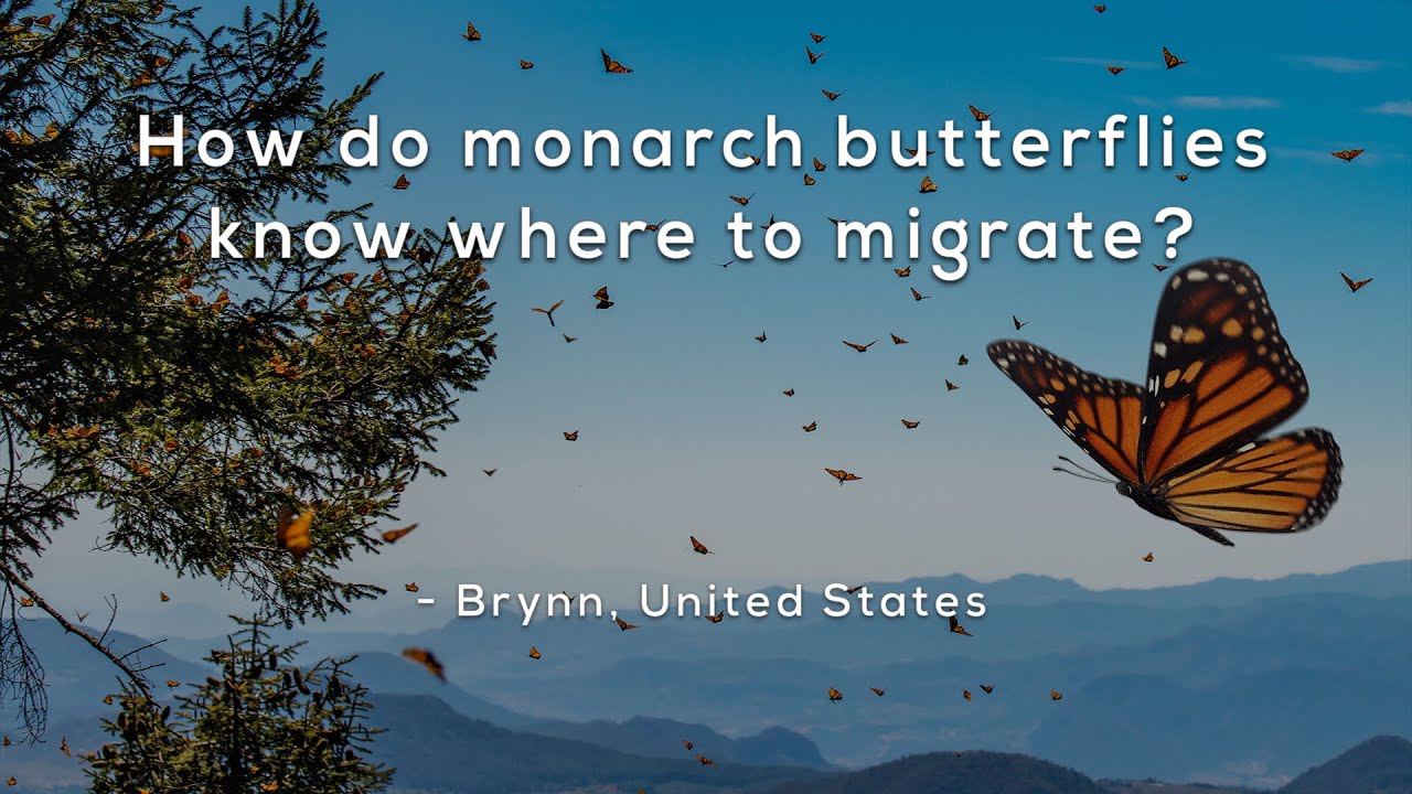 How do monarch butterflies know the place emigrate? How do monarch butterflies know the place emigrate?