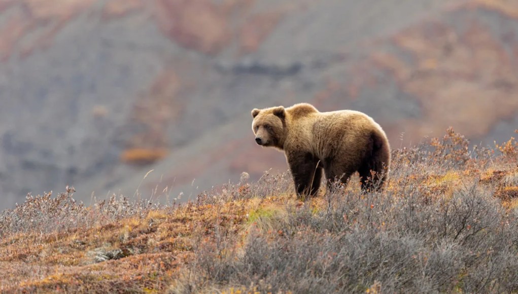 Marcas de garras y un sombrero ensangrentado llevaron a un excursionista a la víctima del ataque del oso de Yellowstone pidiendo ayuda Marcas de garras y un sombrero ensangrentado llevaron a un excursionista a la víctima del ataque del oso de Yellowstone pidiendo ayuda