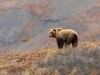 Marcas de garras y un sombrero ensangrentado llevaron a un excursionista a la víctima del ataque del oso de Yellowstone pidiendo ayuda