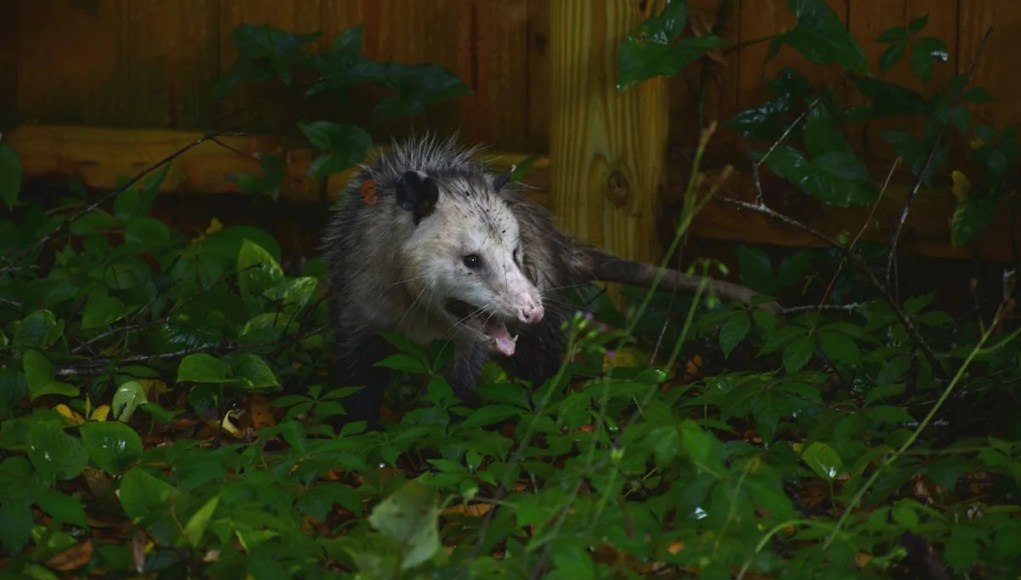 En la batalla contra las invasoras pitones birmanas, Florida recurre a las zarigüeyas En la batalla contra las invasoras pitones birmanas, Florida recurre a las zarigüeyas