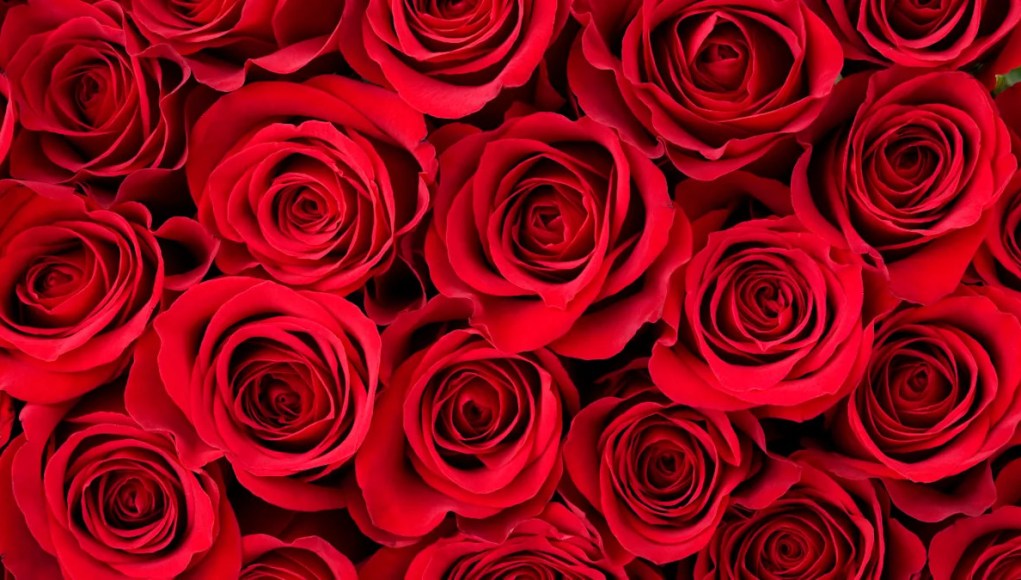 Los fanáticos de ‘Bachelor’ están convencidos de que una nueva temporada de ‘Bachelorette’ será pronto, aquí está por qué Los fanáticos de ‘Bachelor’ están convencidos de que una nueva temporada de ‘Bachelorette’ será pronto, aquí está por qué