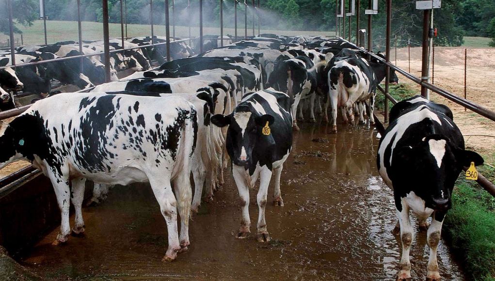 Se inició una investigación después del robo de más de 60 vacas de una granja de Ohio durante la noche Se inició una investigación después del robo de más de 60 vacas de una granja de Ohio durante la noche